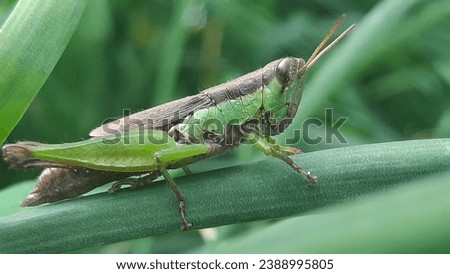 Green and brown rice grasshoppers (Oxya chinensis, Oxya, short-horned grasshoppers) on green grass leaves  Close-up view.