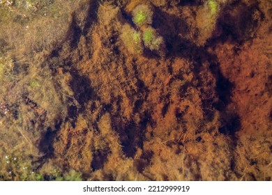 Green And Brown Sludge In The Swamp Underwater