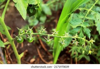 Green Brush Of Unripe Tomatoes Hanging On A Bush Close-up Selective Focus, Growing Tomatoes