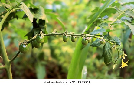 Green Brush Of Unripe Tomatoes Hanging On A Bush Close-up Selective Focus, Growing Tomatoes