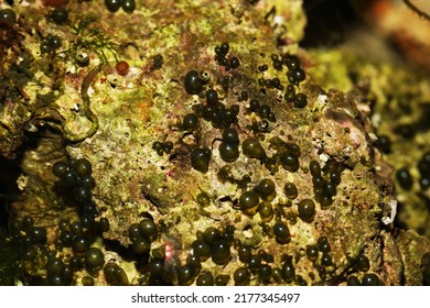 Green bubble algae growing on live rock