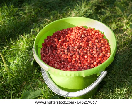 Green bucket full of ripe red wild strawberry on green grass in summer.