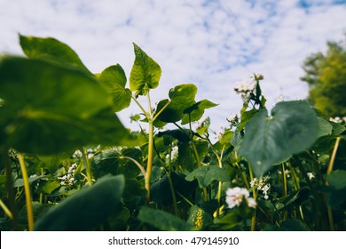 Green Buckwheat Field