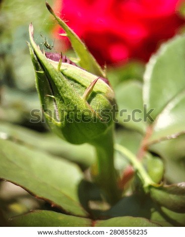 Green bud, spider, and spiderweb