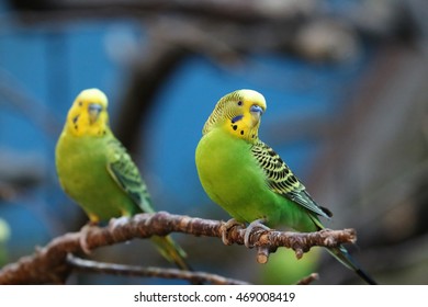 Green Budgie