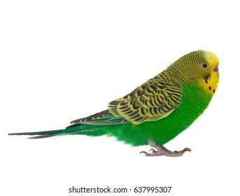 Green Budgie Isolated On White Background Stock Photo 637995307 ...