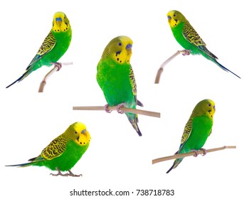 Green Budgie On A White Background