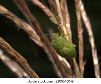 A Green Bug Climbing Tall Dry Grass