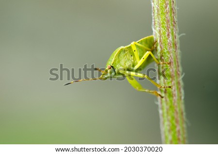 Green bug crawling along the stem of a plant. Insect.