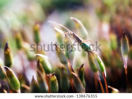 Similar – Image, Stock Photo autumn spring Environment