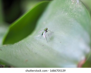 Green bug on leaf close-up