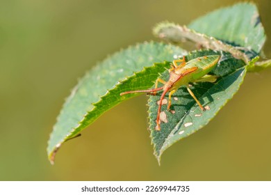 a green bug sits on a green leaf