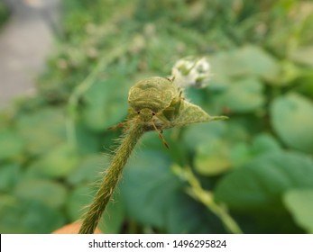 Green bug is sitting on a leaf, close look, macro with blurred background