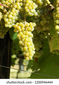 Green Bunches Ripening In The Sun Kent Vineyard UK