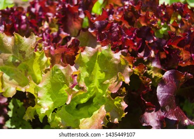 Green And Burgundy Lettuce In The Garden. Agriculture Concept, Cultivated Plants, Farmers Season