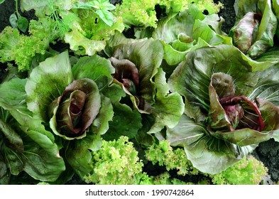 Green And Burgundy Lettuce Leaves, Growing Lettuce In The Open Field