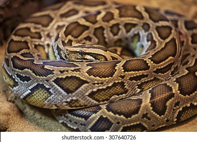 green burmese python