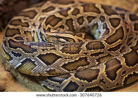 green burmese python