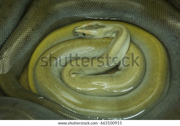 Green Burmese Python Stock Photo 663100915 | Shutterstock