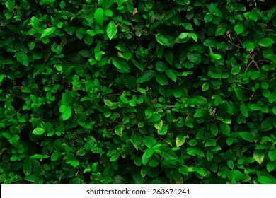 Green bush.