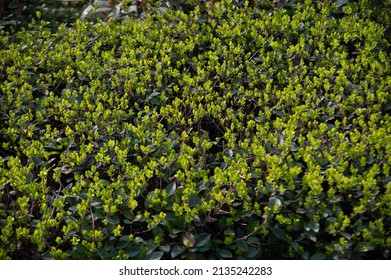 Green Bush Close Up Bright.