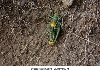 A Green Bush Cricket On Brown Soil And Roots