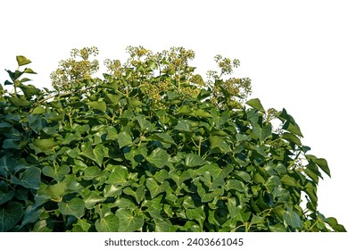 Green bush with heart-shaped leaves isolated on white background with clipping path - Powered by Shutterstock