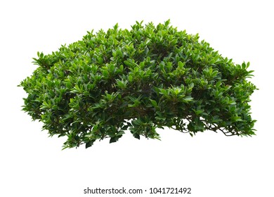 green bush isolated on white background. - Shutterstock ID 1041721492