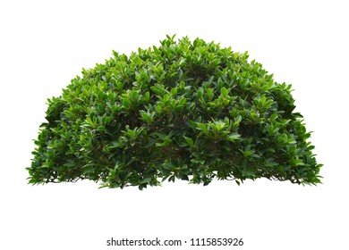 green bush isolated on white background.
 - Shutterstock ID 1115853926