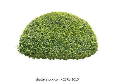 Green Bush Isolated On White Background