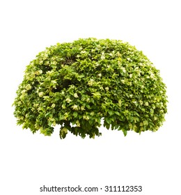 Green Bush Isolated On White Background