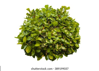 Green Bush Isolated On White Background.