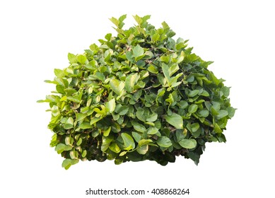 Green Bush Isolated On White Background Stock Photo 408868264 ...