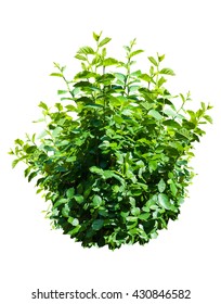 green bush isolated on white background. - Shutterstock ID 430846582