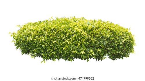 Green Bush Isolated On White Background