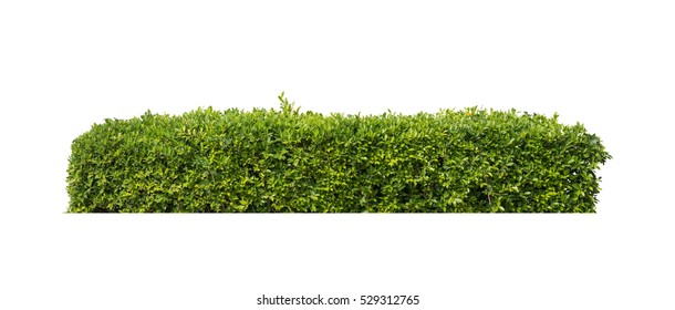 green bush isolated on white background - Shutterstock ID 529312765