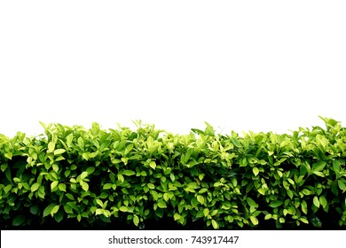 114,956 Bushes shrubs on white background Stock Photos, Images ...