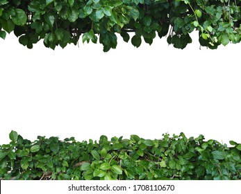 Green Bush Isolated White Background Stock Photo 1708110670 | Shutterstock