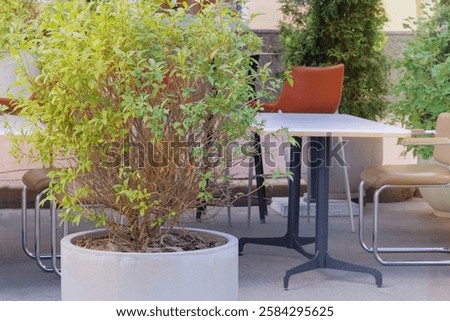 Similar – Image, Stock Photo Green potted plant near shabby brick wall