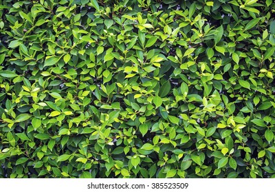 Green Bush Leaves Wall Background