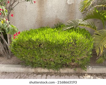 
Green Bush On The Street In Summer, Against The Background Of A Wall, Greenery, Foliage, Plant, Sun, Rest, Nature