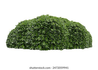 green bush on white background.	