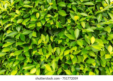 green bush texture