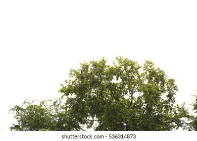 Green bush trees with clear sky background. - Shutterstock ID 536314873