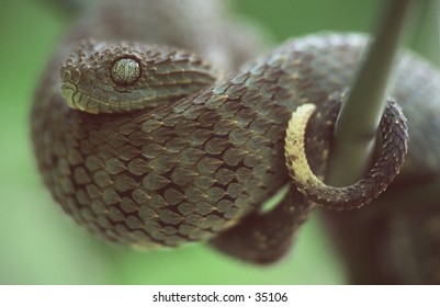 Green Bush Viper