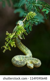 Green bush viper, variable bushviper, leaf viper, common bush viper, bush viper (Atheris squamigera). A venomous species found in West and Central Africa.