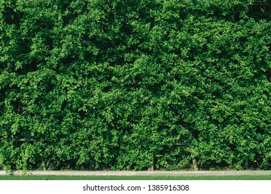 Green Bush Wall Texture Wallpaper Background Stock Photo 1385916308