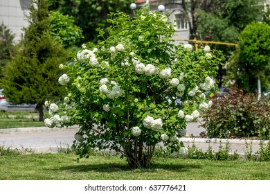 Green bush with white flowers buldenezh