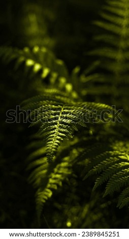 green bush and wild ferns in the forest, tropical plants, botany, screensaver, wallpaper, cover
