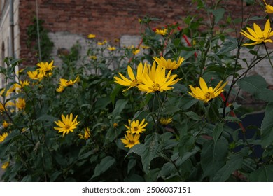 Green bush with yellow flowers against a brick wall with street art - Powered by Shutterstock